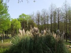-尚贤河湿地