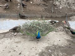 -栾川竹海野生动物园