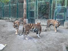 -上海野生动物园