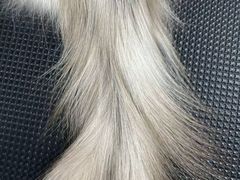 -唐小姐の私宠·宠物洗护美容·撸猫馆·购宠(周浦万达旗舰店)