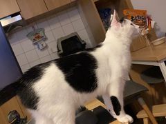 -四月宠物医院·猫专科·心脏专科·内科(转塘店)