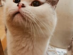 -more than meow吴止猫主题餐厅(承德 中船汇店)