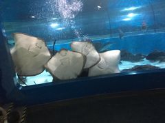 -苏州海洋馆