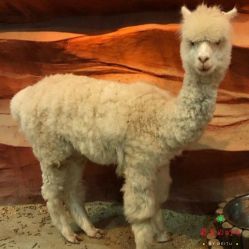 -酷嗒动物文化乐园(cutezoo西溪乐天城店)