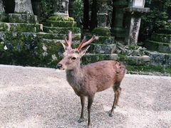 -奈良公园