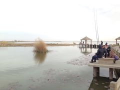 -哈素海