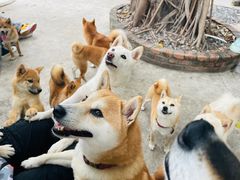 -柴犬高等学院·狗咖·柴犬售卖·宠物训练