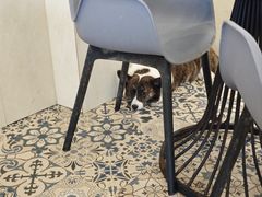 -Let's go狗咖·猫咖·奶狗·桌游(春熙路IFS店)