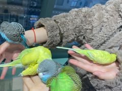 -怪兽屋·羊驼·猫咖·狗咖(俊华广场店)