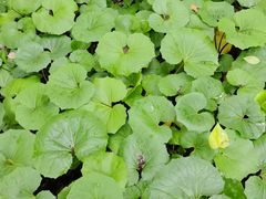 -熙盛源(苏苑街店)