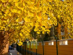 -三里屯东五街银杏大道