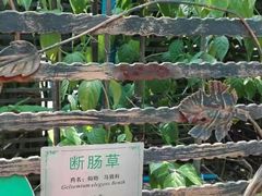 -广州神农草堂中医药博物馆