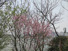 -九里河湿地公园