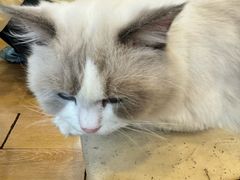 -猫咪派对(江南西店)