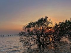 -宝安西湾红树林湿地公园