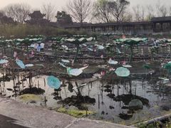 -西溪国家湿地公园