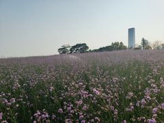-深圳湾公园(南山区)