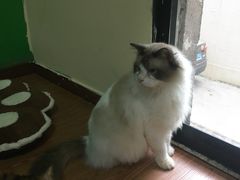 -李小姐の猫咖啡馆(五角场店)