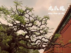 -故宫博物院(故宫)