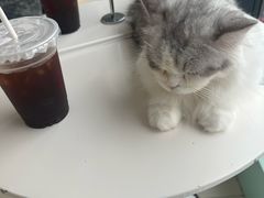 -怪兽屋·羊驼·猫咖·狗咖(俊华广场店)
