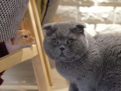 -猫咖时代(中山亭店)