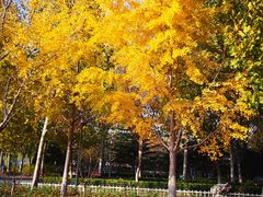 -大兴滨河森林公园