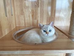-lincat·猫舍(广州店)