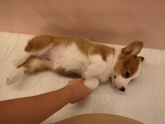 -浣熊柯尔鸭土拨鼠·电玩咖