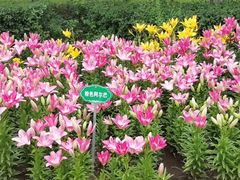 -长春公园(普阳街道)