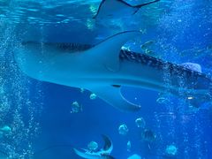 -烟台海昌鲸鲨海洋公园
