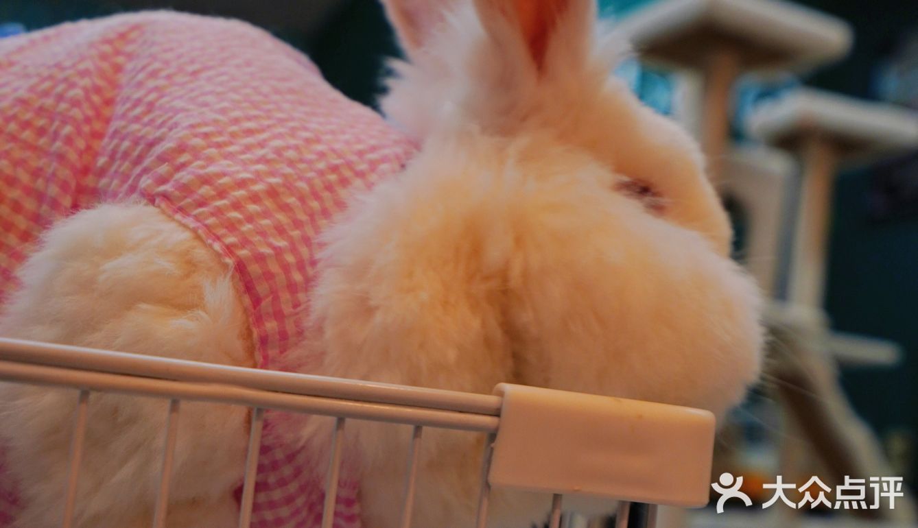 萌宠家族进商城了🔥还有二师兄🐷太可爱了‼️口水都从嘴角流了下来