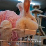 萌宠家族进商城了🔥还有二师兄🐷太可爱了‼️口水都从嘴角流了下来