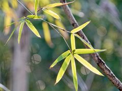 -吴淞炮台湾湿地森林公园烧烤区