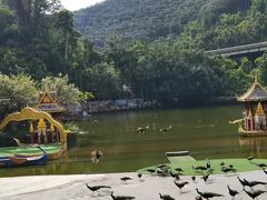 -西双版纳原始森林公园