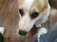 -柯斗斗主题餐厅·狗咖·围炉煮茶·茶饮(国瑞升平里店)