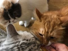 -平行世界·猫咖(首经贸店)