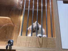 -老吴的猫·猫舍(新区店)