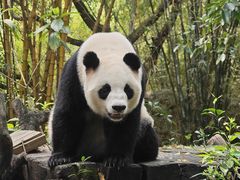 -广州长隆野生动物世界