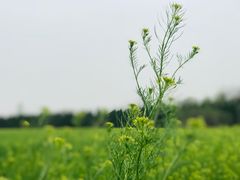 -汉长安城未央宫国家考古遗址公园