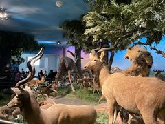 -国家自然博物馆