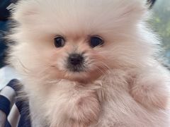 -瑞鹏宠物医院·超声·骨科·奇麟分院(蜀都万达店)