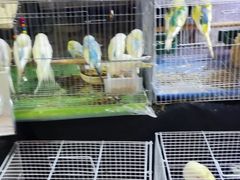 -中环花鸟鱼虫市场
