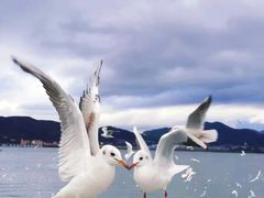 -海埂大坝