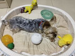 -宠福鑫康馨动物医院·骨科·眼科