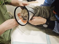 -艾吉宠物医院·疑难杂症转诊中心·猫友好(碧江路院)