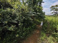 -长虫山生态公园风景林
