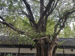 -苏州文庙(姑苏区)