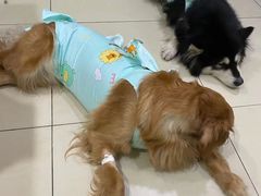 -米苏动物医院·犬猫专科·骨科外科内窥镜