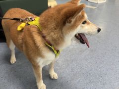 -顺强宠物诊所·狂犬免疫·夜诊·骨科(嘉定店)