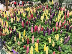 -南通洲际绿博园